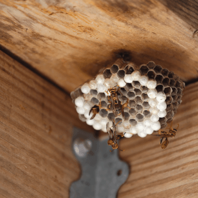 Wasp Removal